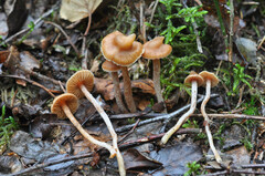Cortinarius acutus