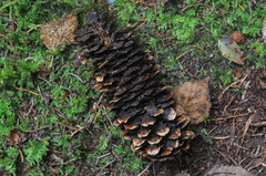 Pucciniastrum areolatum