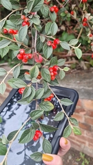 Cotoneaster