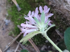 Knautia