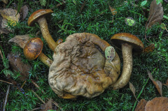 Pseudoboletus parasiticus