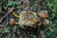 Pseudoboletus parasiticus