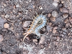 Scolopendra viridis