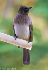 Pycnonotus barbatus tricolor