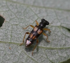 Phyllobaenus pallipennis
