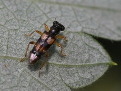 Phyllobaenus pallipennis