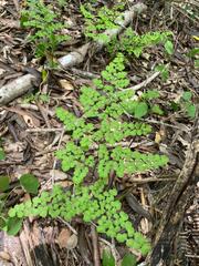 Adiantum tricholepis