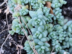 Sedum dasyphyllum