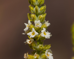Aloysia salviifolia