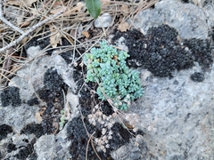 Sedum dasyphyllum