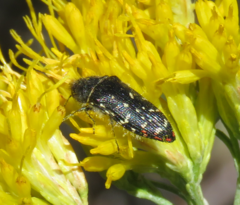 Acmaeodera rubronotata
