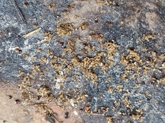 Solenopsis geminata