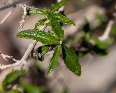 Aloysia salviifolia