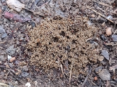 Solenopsis geminata