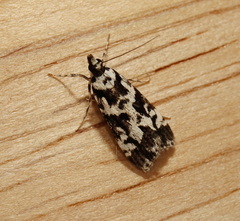 Eudonia aphrodes