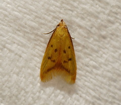 Aeolothapsa malacella