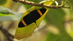 Esthemopsis pherephatte