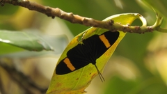 Esthemopsis pherephatte