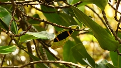 Esthemopsis pherephatte