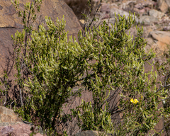 Aloysia salviifolia