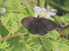 Aphantopus hyperantus