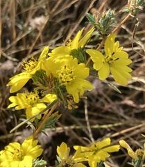 Calycadenia truncata
