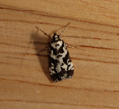 Eudonia aphrodes