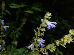 Salvia xalapensis