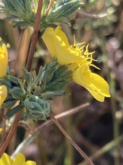Calycadenia truncata