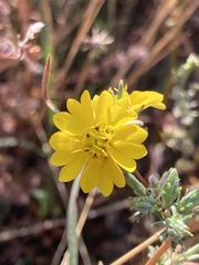 Calycadenia truncata