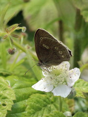 Aphantopus hyperantus