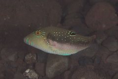Canthigaster bennetti