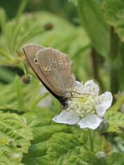 Aphantopus hyperantus