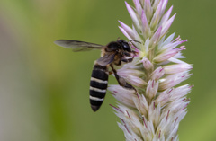 Apis dorsata binghami