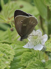 Aphantopus hyperantus
