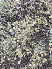 Hosackia crassifolia