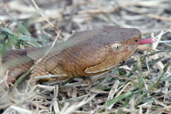 Agkistrodon laticinctus