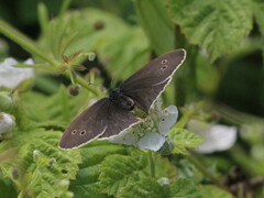 Aphantopus hyperantus