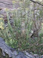 Ozothamnus