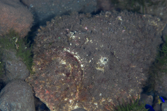 Synanceia verrucosa