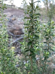 Ozothamnus