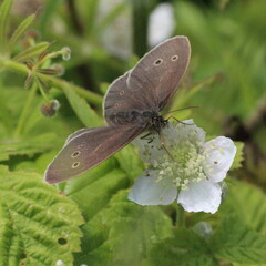 Aphantopus hyperantus