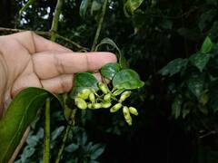 Chiococca phaenostemon