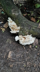 Pleurotus