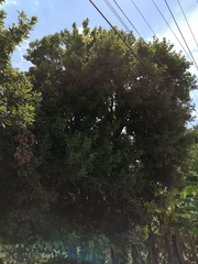 Melicoccus oliviformis