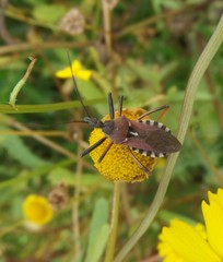 Rhynocoris erythropus