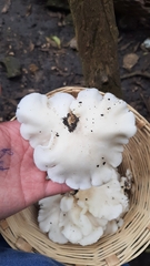 Pleurotus