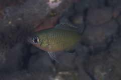 Chromis weberi