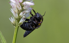 Xylocopa aestuans