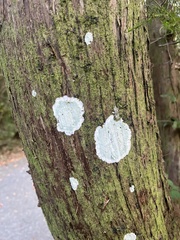 Cryptothecia striata